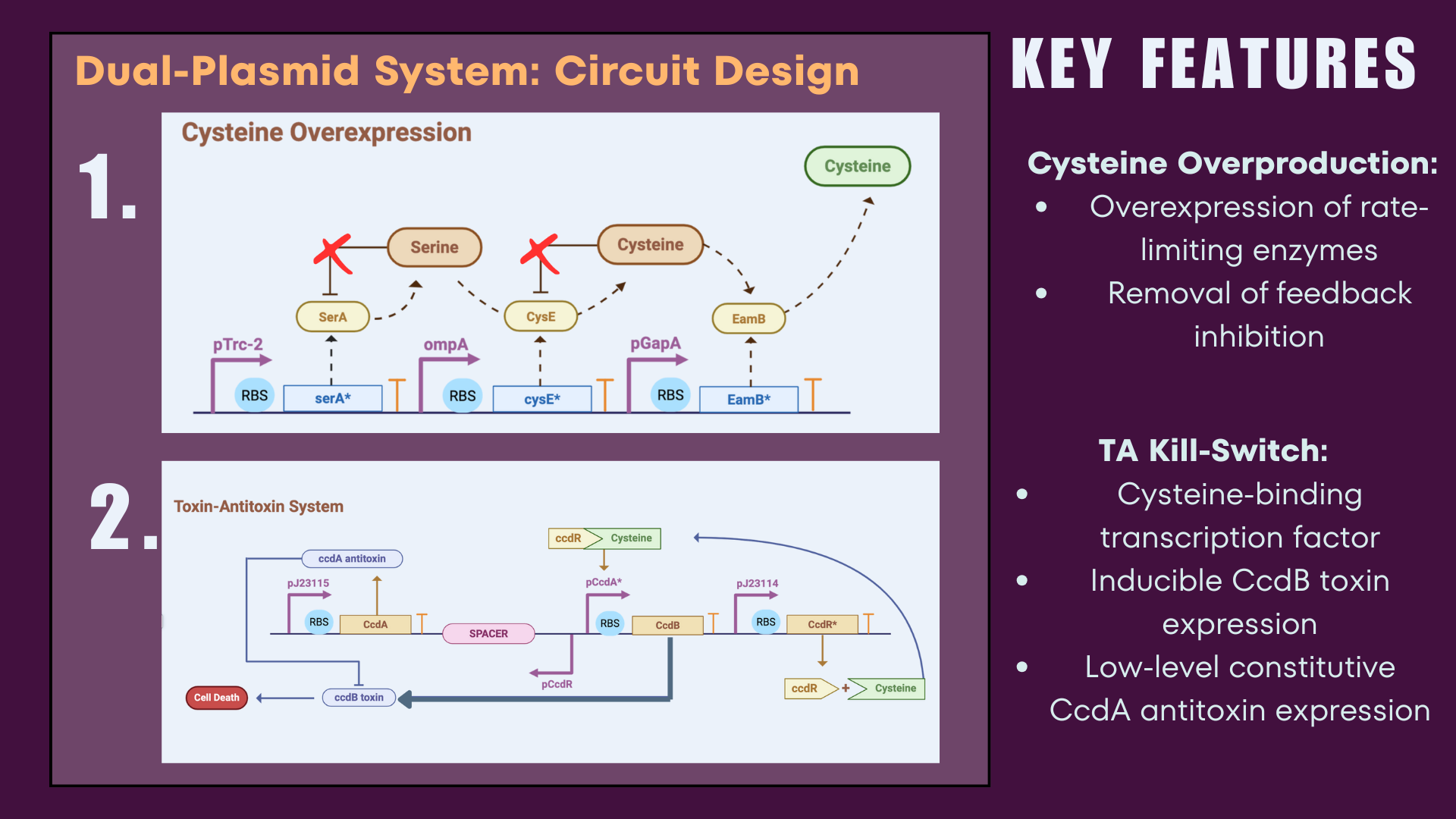 Cysteinator Function Slide